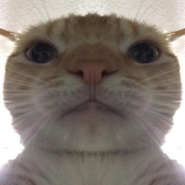 tanuki420's Profile Photo